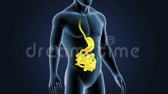 胃和小肠在人体中的位置视频的预览图