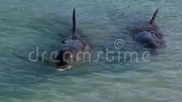 海洋和两只海豚慢动作视频的预览图