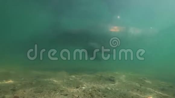 水下拍摄的海豚游泳视频的预览图
