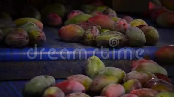 芒果水果连锁产业中视频的预览图