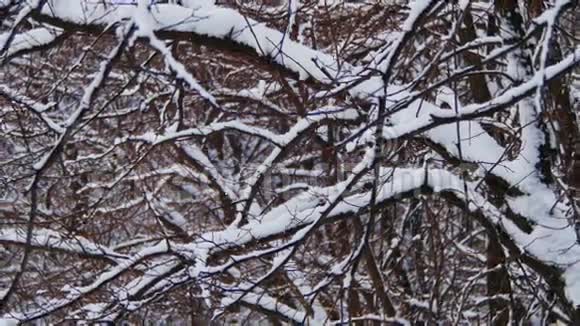 带雪树的冬季森林视频的预览图