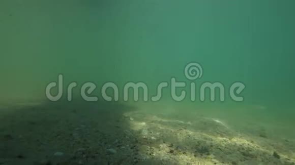 水下拍摄的海豚游泳视频的预览图