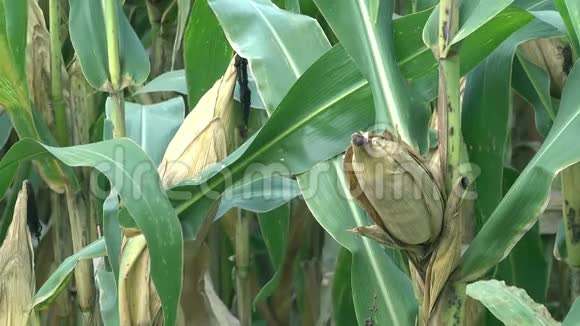 玉米地里的玉米芯视频的预览图