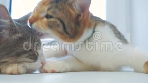 有趣的视频猫两只猫互相舔猫慢动作视频猫互相梳理和舔可爱的宠物视频的预览图