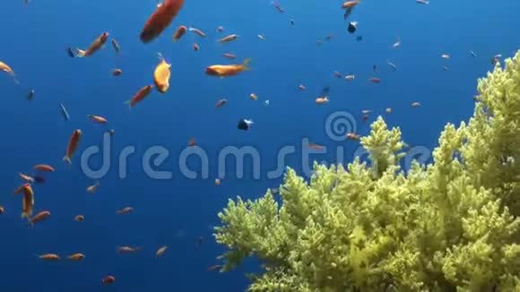 鱼派放松水下红海视频的预览图