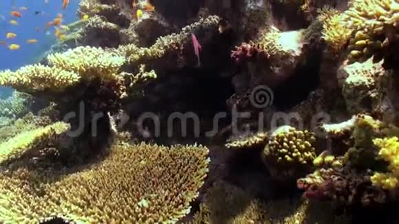 红海海底礁鱼群视频的预览图
