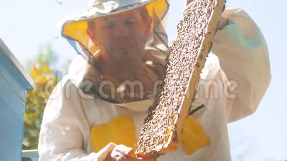 养蜂人手里拿着满是蜜蜂的蜂窝养蜂人在养蜂场检查蜂窝框架养蜂概念慢视频的预览图