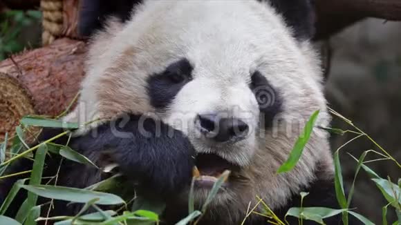 大熊猫吃竹子视频的预览图