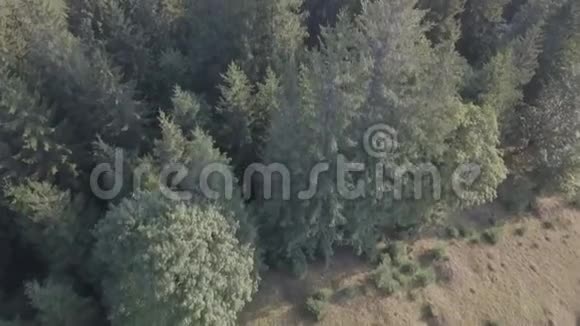 乌克兰Dzembronya村附近的夏季喀尔巴阡山脉的高空俯视图视频的预览图