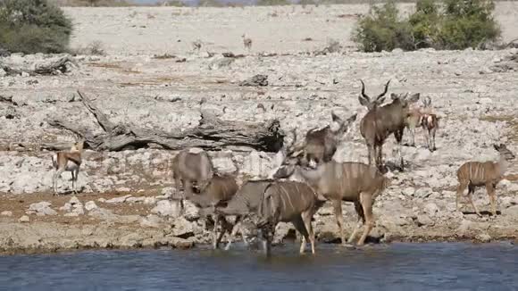 库渡羚羊饮用水视频的预览图