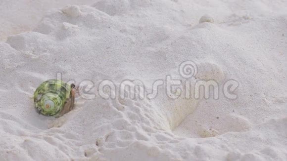隐蟹在沙滩上爬行视频的预览图
