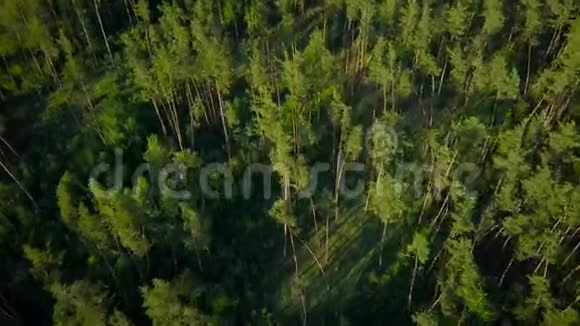 在绿色森林上空飞行视频的预览图
