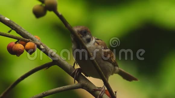 菲律宾玛雅鸟欧亚树麻雀或帕塞尔蒙塔纳斯栖息在树枝上寻找食物视频的预览图