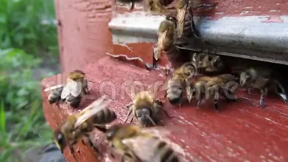 蜜蜂在蜂巢入口附近的活跃运动视频的预览图
