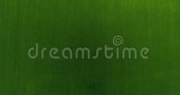 超高清4K鸟瞰图低飞过青黄麦田园垂直移动视频的预览图