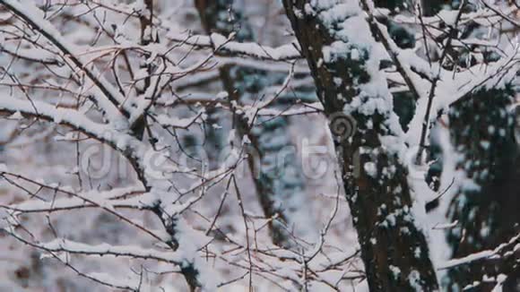 带雪树的冬季森林视频的预览图