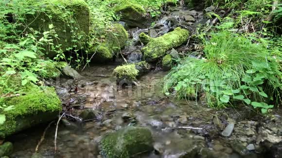 来自森林中小溪的水视频的预览图