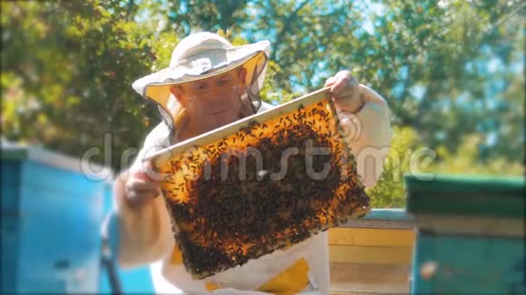养蜂人手里拿着满是蜜蜂的蜂窝养蜂人在养蜂场检查蜂窝框架养蜂生活方式概念视频的预览图