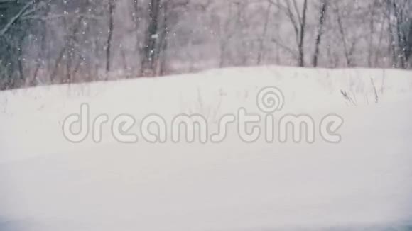 带雪树的冬季森林视频的预览图