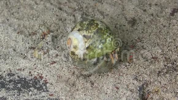 隐蟹在沙滩上爬行视频的预览图