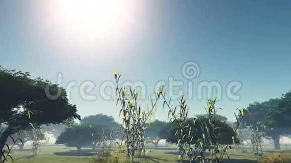 雾中带着树木的日落视频的预览图