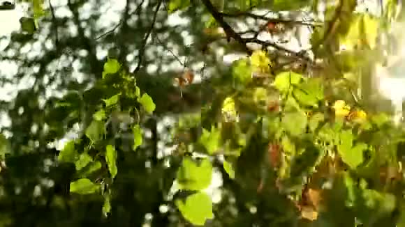 金秋叶枝视频的预览图