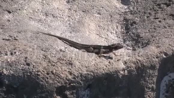 加拉帕戈斯群岛岩石海岸的伊瓜纳视频的预览图