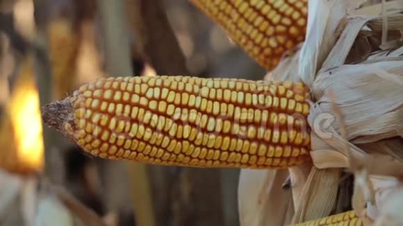 农场里的金玉米芯视频的预览图