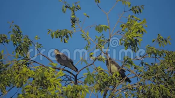 夏天一群只乌鸦坐在一棵树上一群乌鸦一只黑鸟绿树鸟儿在天空中啼叫视频的预览图