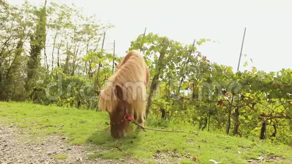 棕色小马在草地上吃草小马吃草视频的预览图