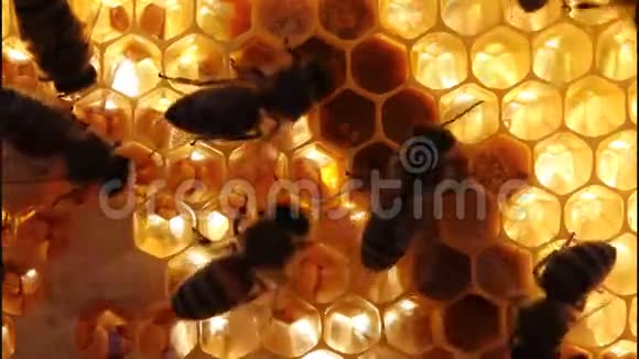 在蜂巢里工作的蜜蜂视频的预览图