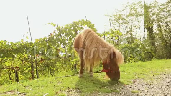 棕色小马在草地上吃草小马吃草视频的预览图