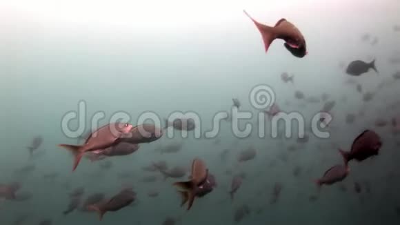 加拉帕戈斯的水下鱼学校视频的预览图