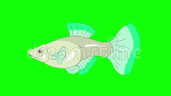 大绿瓜皮水族馆鱼色键环视频的预览图
