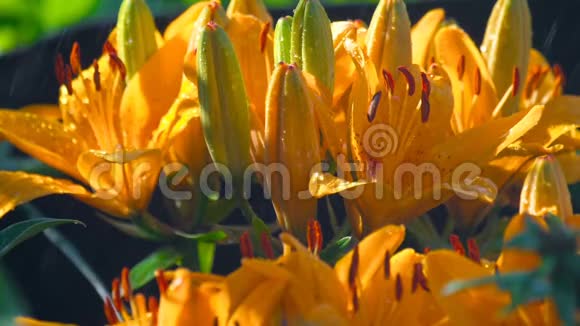 雨中橙黄色百合花瓣视频的预览图