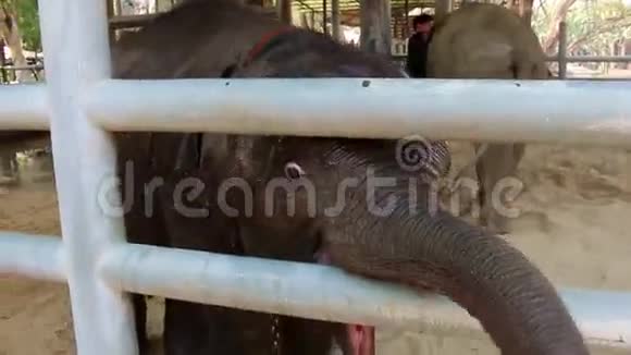 泰国的大象医院视频的预览图
