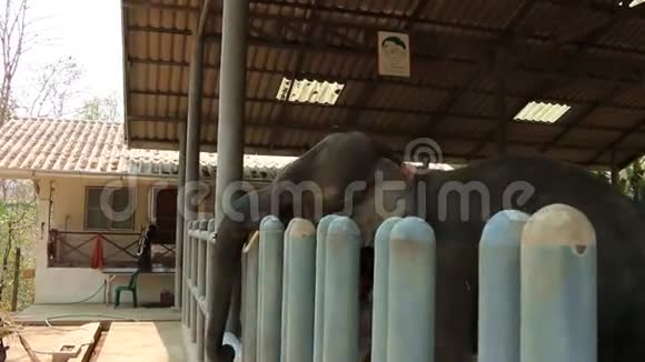 泰国的大象医院视频的预览图
