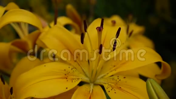 植物百合球茎细节特写高清镜头草本百合花视频视频的预览图