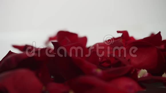 白色背景的红色玫瑰花瓣视频的预览图