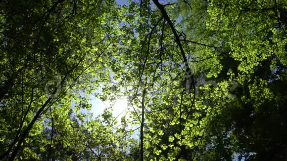 有明亮的午后阳光和光线的树冠视频的预览图