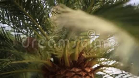 一棵棕榈树的枝条视频的预览图