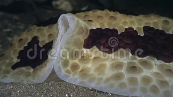 菲律宾海洋水下的海蛞蝓视频的预览图