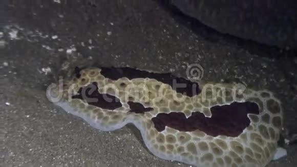 菲律宾海洋水下的海蛞蝓视频的预览图