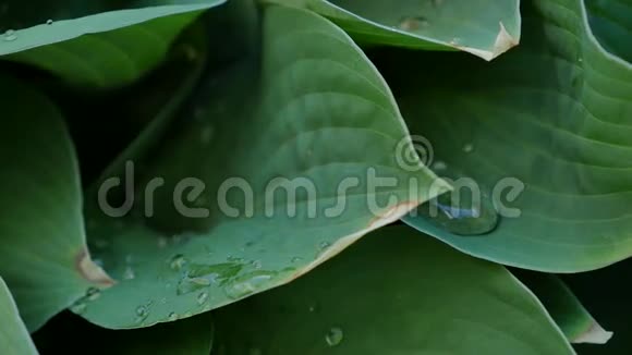 绿叶带水珠视频的预览图