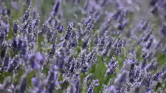 普罗旺斯典型的薰衣草景观薰衣草庄园视频的预览图