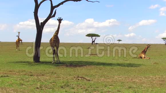 非洲大草原长颈鹿群视频的预览图