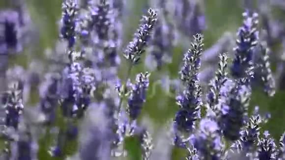 普罗旺斯典型的薰衣草景观薰衣草庄园视频的预览图