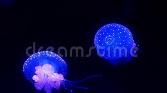 蓝色发光的水母在深蓝色的水里移动视频的预览图
