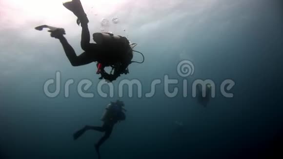 在加拉帕戈斯水下潜水视频的预览图