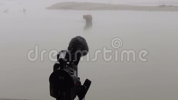 灰熊和照相机视频的预览图